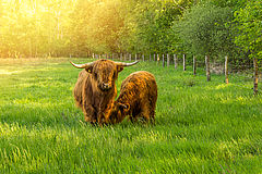 Zwei Galloway-Rinder mit langem braunen Fell auf einer grünen Weide mit hohem Gra