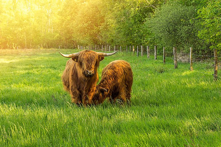Zwei Galloway-Rinder mit langem braunen Fell auf einer gr&uuml;nen Weide mit hohem Gra
