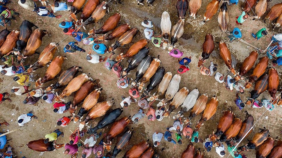 Viehmarkt in Bangladesh