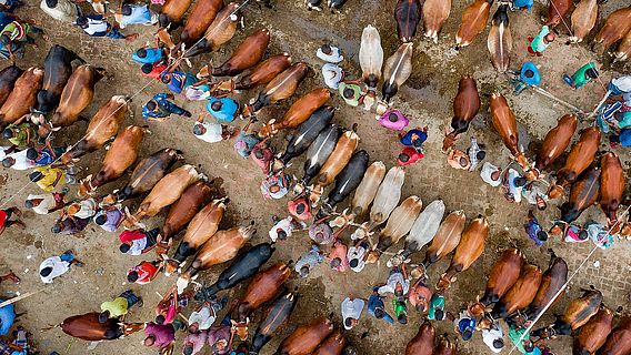 Viehmarkt in Bangladesh