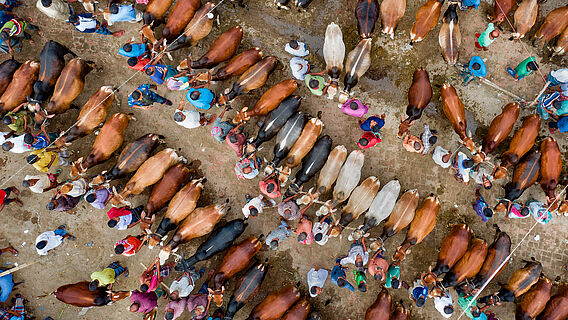 Viehmarkt in Bangladesh