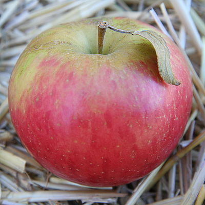 Ein roter Apfel liegt auf Stroh