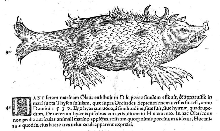 Eine k&uuml;nstlerische Darstellung eines Seewesens namens "Porcus Marinus". Das Wesen hat einen Schweinekopf, einen beschuppten Fischk&ouml;rper und vier Gliedma&szlig;en mit Schwimmh&auml;uten.
