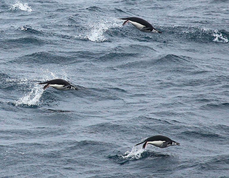 Pinguine sind flugunf&auml;hige V&ouml;gel, die ihre F&auml;higkeit zu fliegen aufgegeben haben, um besser schwimmen und tauchen zu k&ouml;nnen.