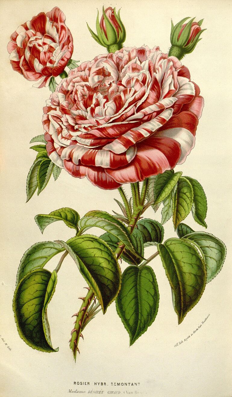 "Madame D&eacute;sir&eacute;e Giraud"