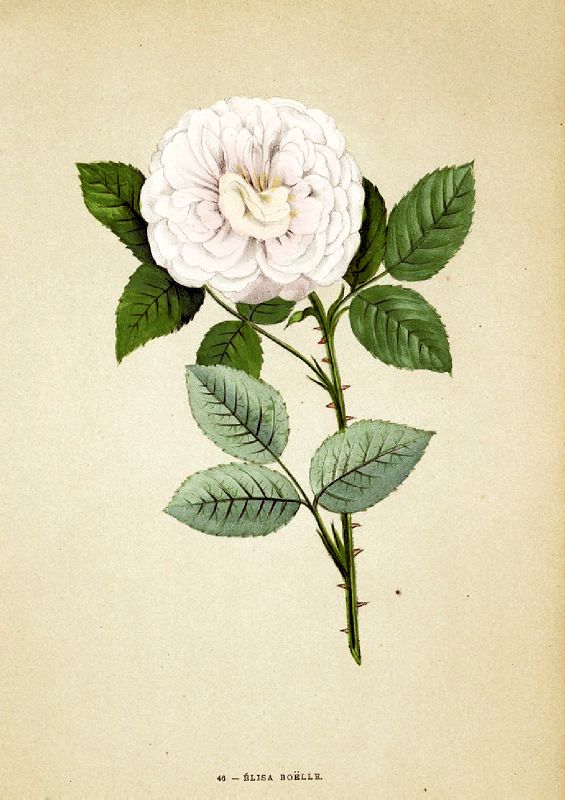 "&Eacute;lisa Bo&euml;lle"